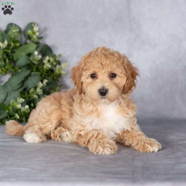 Bubbles, Bich-Poo Puppy